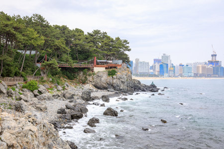 Jun 21, 2017 Dongbaekseom(Island of Camellias) coast walkway in Busan, South Koreaのeditorial素材