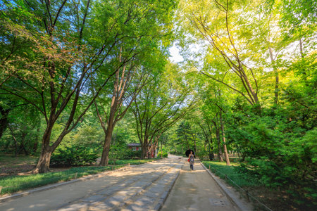 Jongmyo Shrine at summer on Jun 17, 2017 in Seoul, Korea - World Heritage site by UNESCO - Tour Destinationのeditorial素材