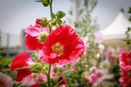 Hibiscus flower at summer in the fieldの写真素材