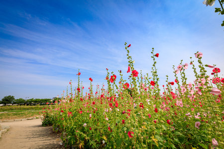Hibiscus flower at summer in the fieldの写真素材