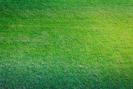 Fresh green grass backgroundの写真素材