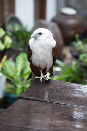 eagle on the table, Philippines