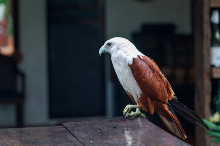 eagle on the table, Philippinesの写真素材