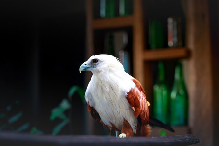 eagle on the table, Philippinesの写真素材