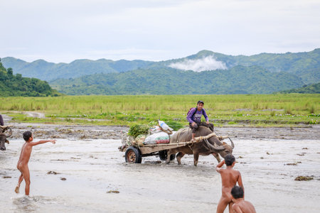 Unidentified Philippine man rides a cow carriage across the river near Pinatubo Mountain on Aug 27, 2017 in Santa Juliana, Capas, Central Luzon, Philippines3のeditorial素材