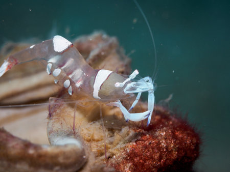 Glass shrimp at underseaの写真素材