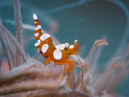 Squat shrimp at underwater, Philippines