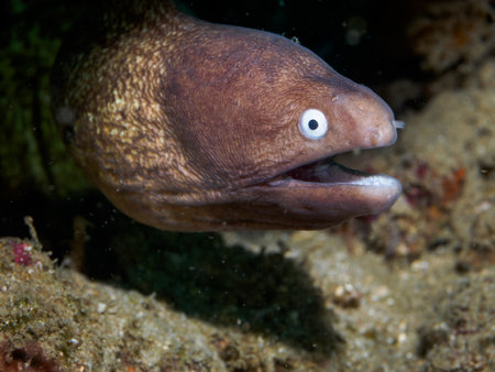 White eyed moray eel at underwater