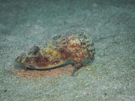 Cuttlefish at underwaterの写真素材