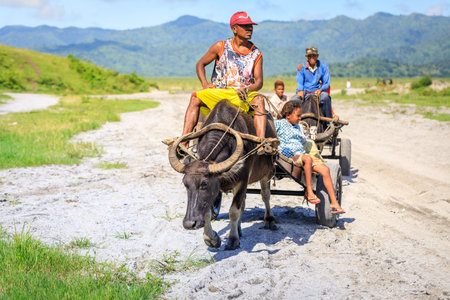 Filipino farmers riding a water cow cart along the volcanic field near Mount Pinatubo on Aug 27, 2017 in Santa Juliana, Capas, Central Luzon, Philippinesのeditorial素材