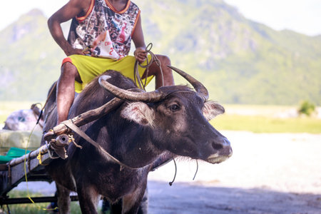 Water buffalo - Carabao in the Philippinesの写真素材