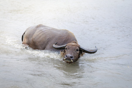 Water buffalo - Carabao in the river in the Philippinesの写真素材