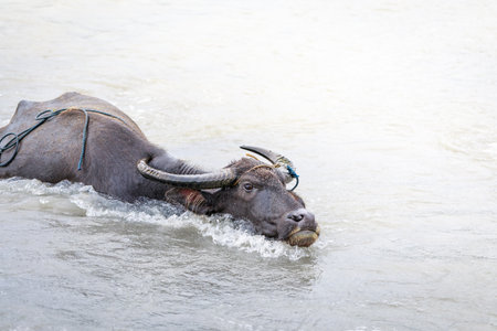 Water buffalo - Carabao in the river in the Philippinesの写真素材