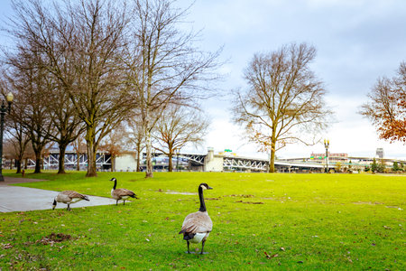 Geese at Tom McCall Waterfront Park in Portland, Oregon
