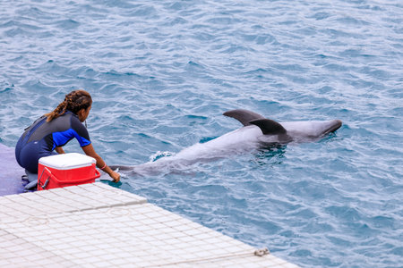 SUBIC BAY, MANILA, PHILIPPINES : JAN 28, 2018 - Instructor with Dolphin at Ocean Adventure Subic bayのeditorial素材