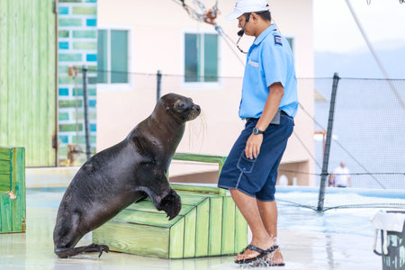 SUBIC BAY, MANILA, PHILIPPINES : JAN 28, 2018 - Instructor perform with Sea Lion at Subic Ocean Adventureのeditorial素材