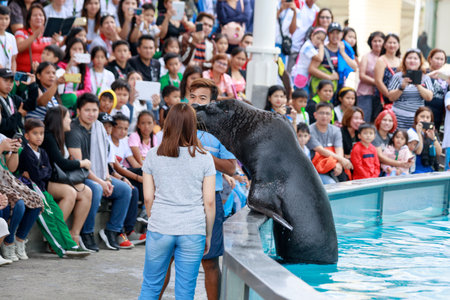 SUBIC BAY, MANILA, PHILIPPINES : JAN 28, 2018 - Unidentified people are meeting Sea lion in front of crowds at Subic Ocean Adventure showのeditorial素材