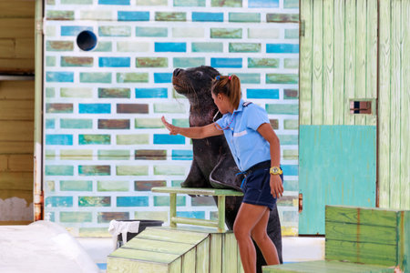 SUBIC BAY, MANILA, PHILIPPINES : JAN 28, 2018 - Instructor perform with Sea Lion at Subic Ocean Adventureのeditorial素材