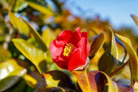 Red Japanese camelliaの写真素材
