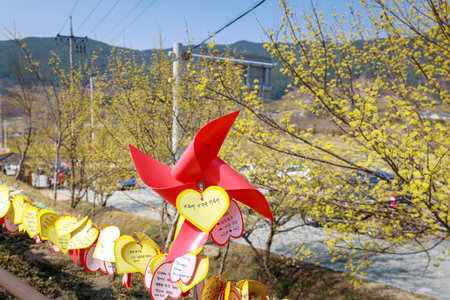 Gurye, South Korea - March 26, 2018 : Scenery of Cornus officinalis flower festival in Guryeのeditorial素材