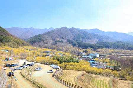 Gurye, South Korea - March 26, 2018 : Scenery of Cornus officinalis flower festival in Guryeのeditorial素材