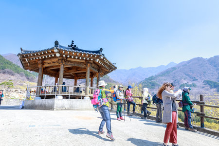 Gurye, South Korea - March 26, 2018 : Scenery of Cornus officinalis flower festival in Guryeのeditorial素材