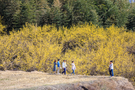 Gurye, South Korea - March 26, 2018 : Scenery of Cornus officinalis flower festival in Guryeのeditorial素材