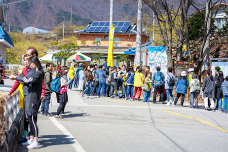 Gurye, South Korea - March 26, 2018 : Scenery of Cornus officinalis flower festival in Guryeのeditorial素材