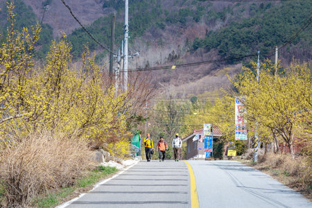 Gurye, South Korea - March 26, 2018 : Scenery of Cornus officinalis flower festival in Guryeのeditorial素材