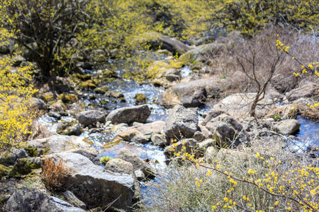 Scenery of Cornus officinalis flower festival in Gurye, South Koreaの写真素材