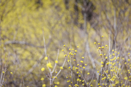 Scenery of Cornus officinalis flower festival in Gurye, South Korea