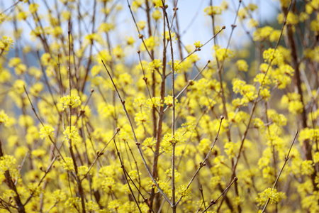 Scenery of Cornus officinalis flower festival in Gurye, South Koreaの写真素材