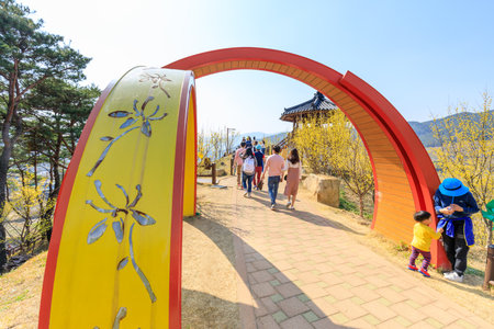 Gurye, South Korea - March 26, 2018 : Scenery of Cornus officinalis flower festival in Guryeのeditorial素材