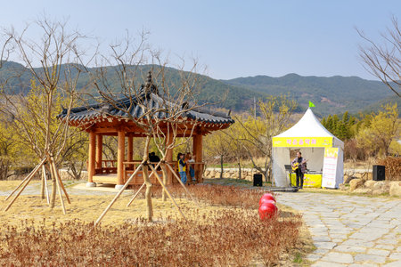 Gurye, South Korea - March 26, 2018 : Scenery of Cornus officinalis flower festival in Guryeのeditorial素材
