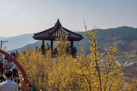 Gurye, South Korea - March 26, 2018 : Scenery of Cornus officinalis flower festival in Gurye