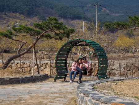Gurye, South Korea - March 26, 2018 : Scenery of Cornus officinalis flower festival in Guryeのeditorial素材