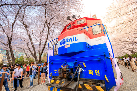 Jinhae, South Korea - Apr 1, 2018 : Jinhae Gunhangje Festival is the largest cherry blossom festival...