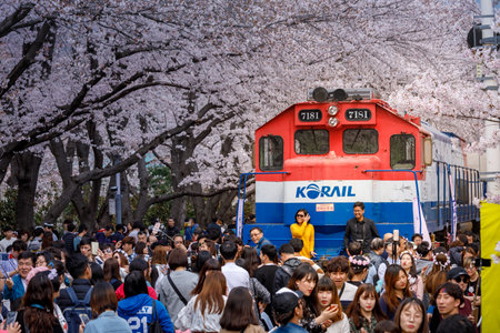 Jinhae, South Korea - Apr 1, 2018 : Jinhae Gunhangje Festival is the largest cherry blossom festival in Korea. Tourists taking photos of the beautiful scenery at the Gyeonghwa Stationのeditorial素材