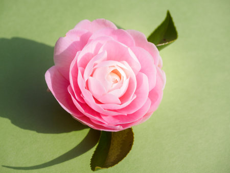 Pink Camellia in spring timeの写真素材