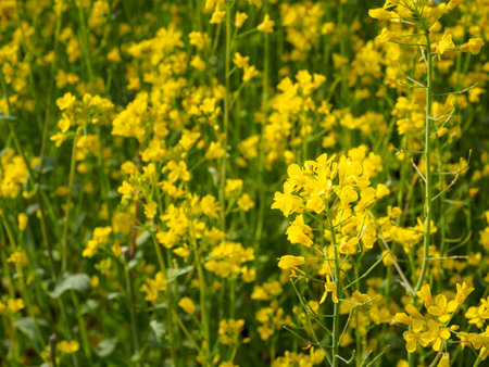 Canola Flower Fields in Jeju island, South Koreaの写真素材