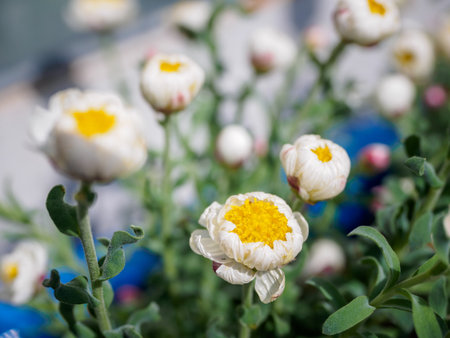 Tiny white and yellow flowers with blur background in the gardenの写真素材