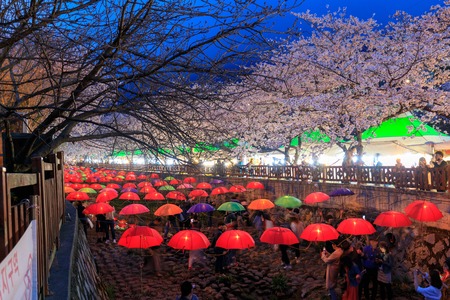 Jinhae, South Korea - Apr 1, 2018 : Spring Cherry blossom festival at Yeojwacheon Stream at night in Jinhaeのeditorial素材