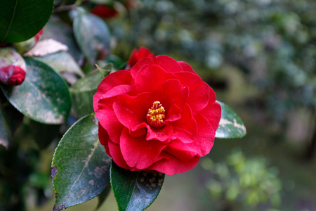Beautiful red camellia at Portland Japanese Garden, Oregon, USAの写真素材