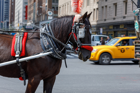 New York, USA - Horse used for carriage rides through Central Park in NYC.の写真素材