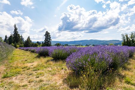 Colorful lavender valley mt hood in Oregonの写真素材