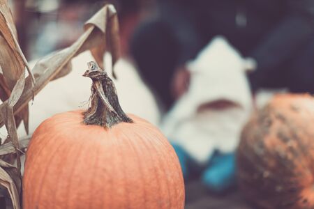 Pumpkin patch. fresh orange pumpkins with baby coming for family picnic, autumn backgroundの写真素材