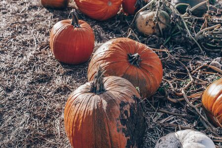 pumpkin patch. fresh orange pumpkins on a farm field. Rural landscapeの写真素材