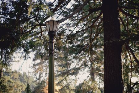 A sunny afternoon stroll at Mt. Tabor Park in Portland, Oregon, Autumn seasonの写真素材