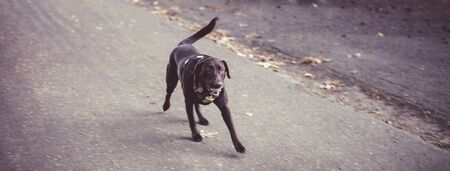 Running black german shepherd in Autumn parkの写真素材