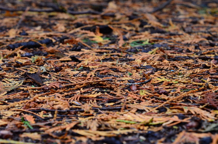 Bird's eye view of a forest floorの写真素材